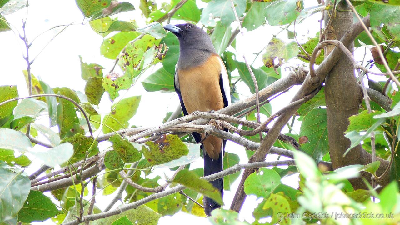 Rufous Treepie