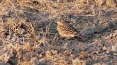 Oriental Skylark