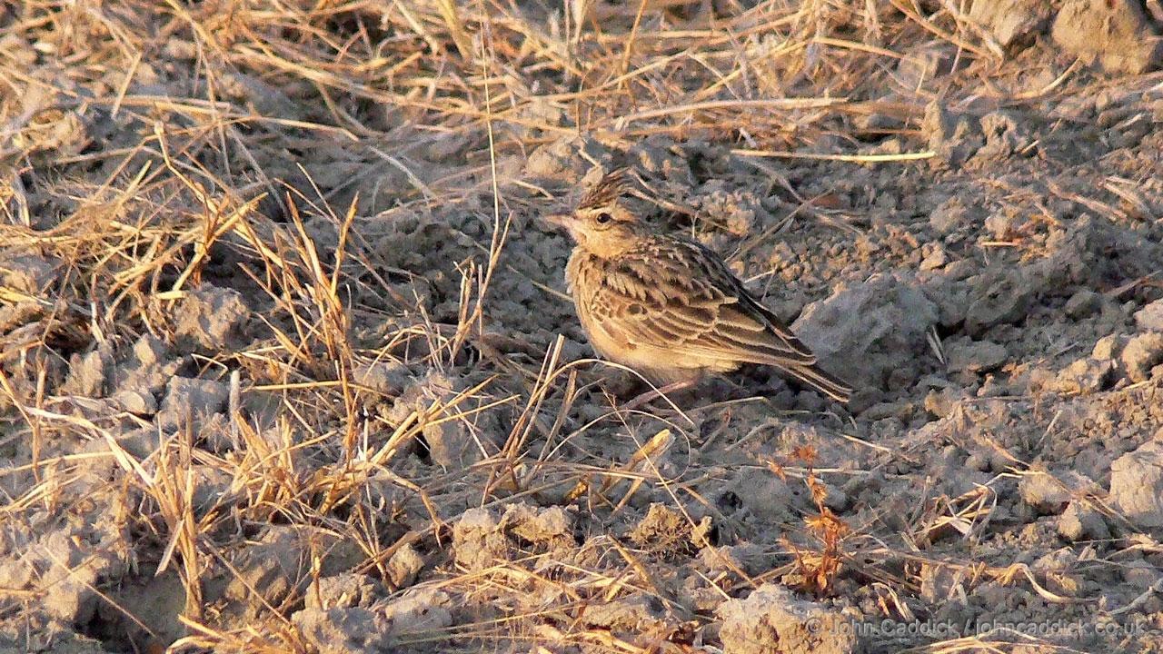 Oriental Skylark