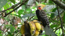 Blond-crested Woodpecker