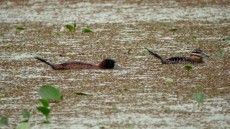 Masked Ducks male and female