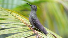 Sombre Hummingbird
