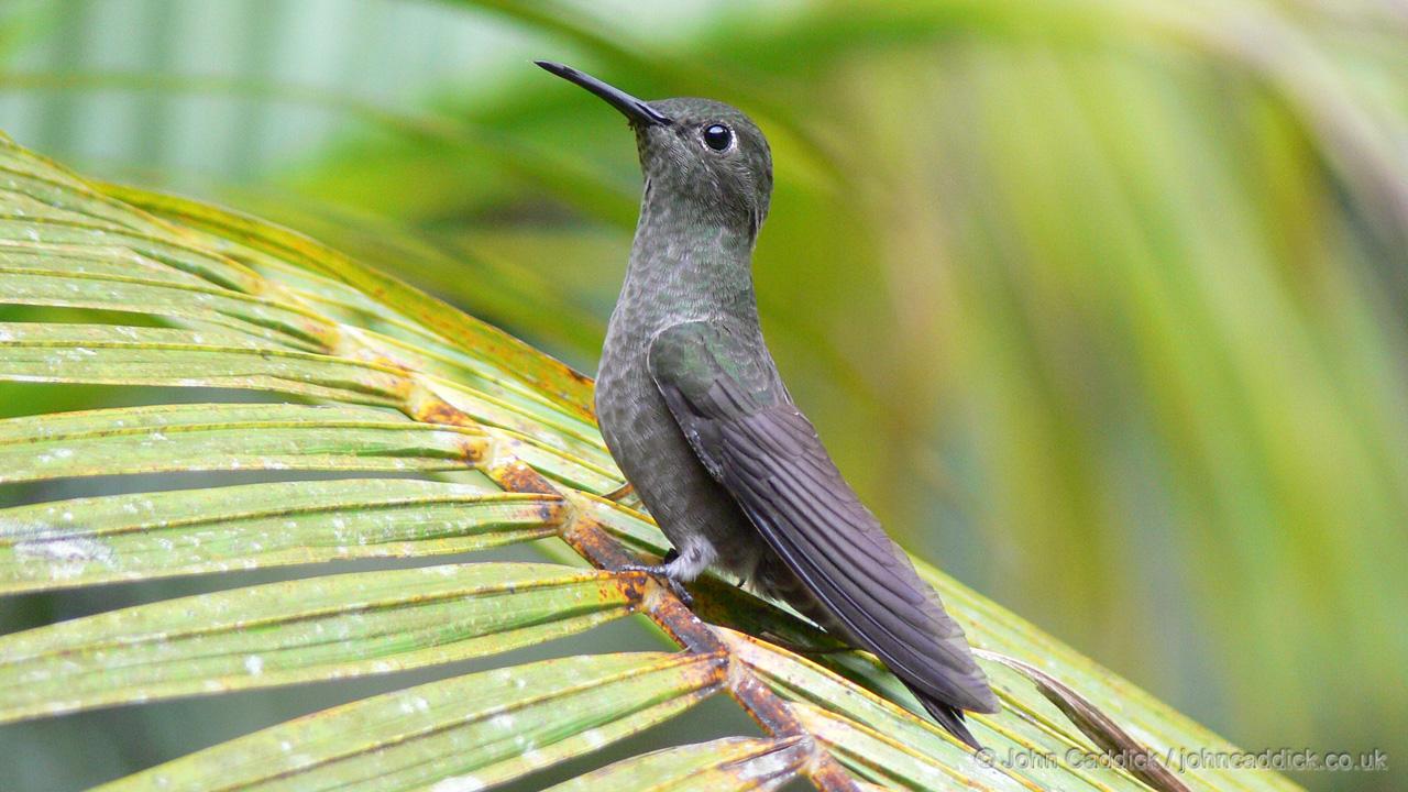 Sombre Hummingbird