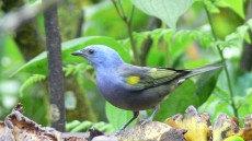 Golden-chevroned Tanager male