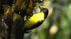 Violaceous Euphonia adult male