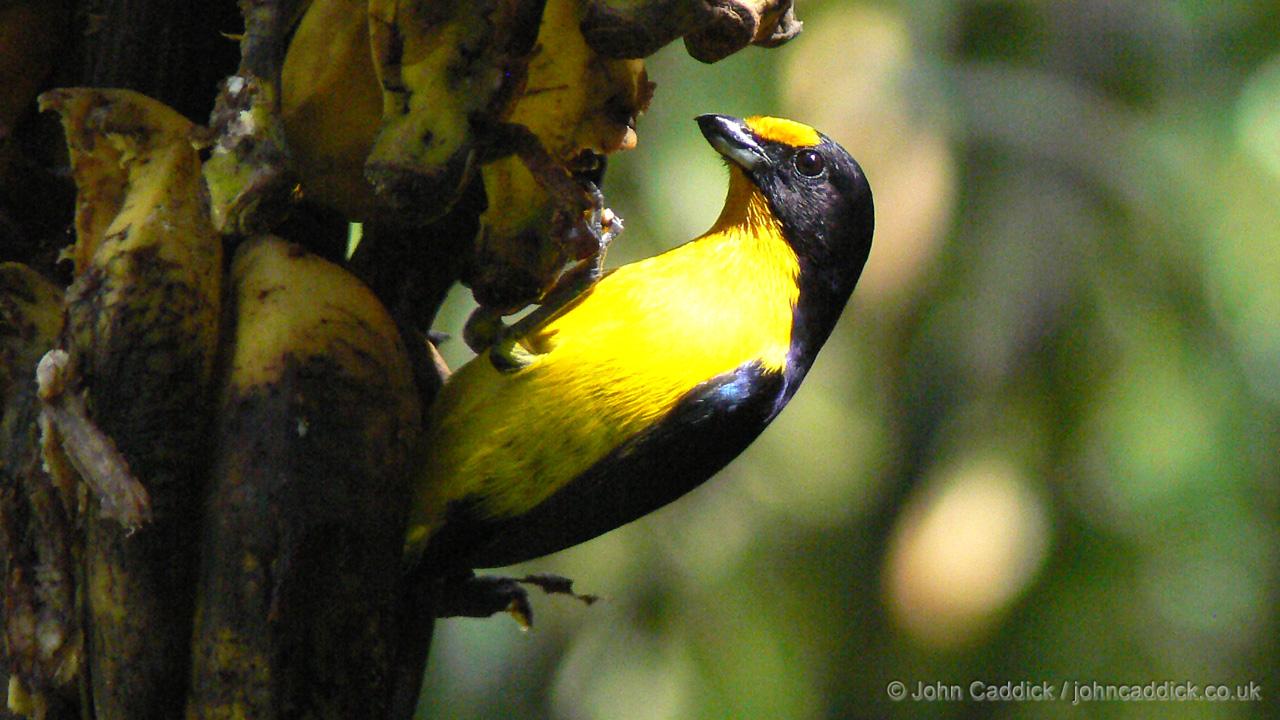 Violaceous Euphonia adult male