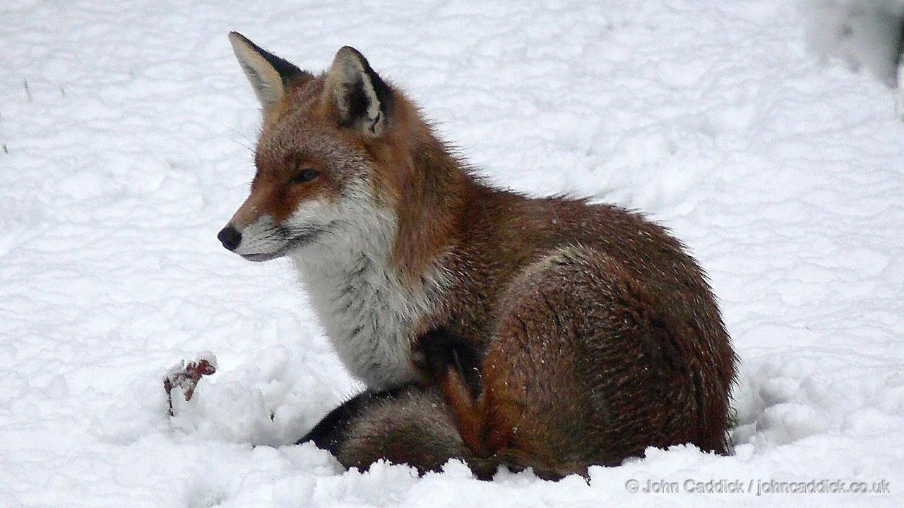 Red Fox in the snow