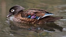 Wood Duck adult female