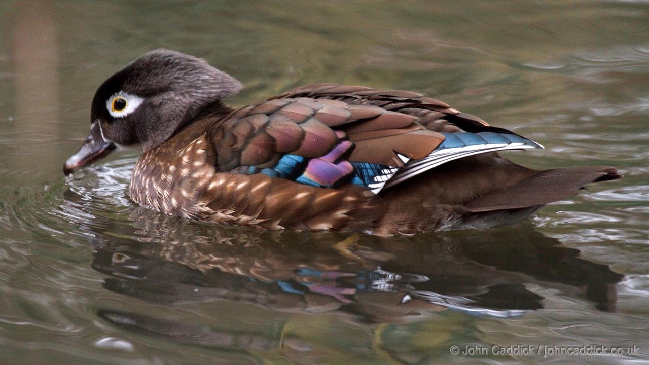 Wood Duck adult female
