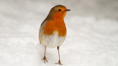 European Robin adult in snow