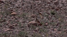 Cream-colored Coursers adult