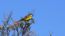 Yellow Wagtail