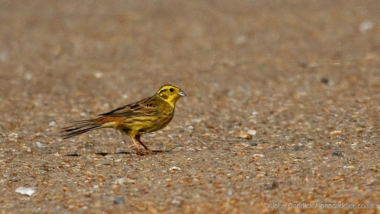 Yellowhammer adult male