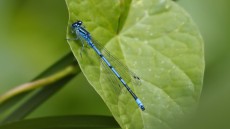 Azure Damselfly adult male