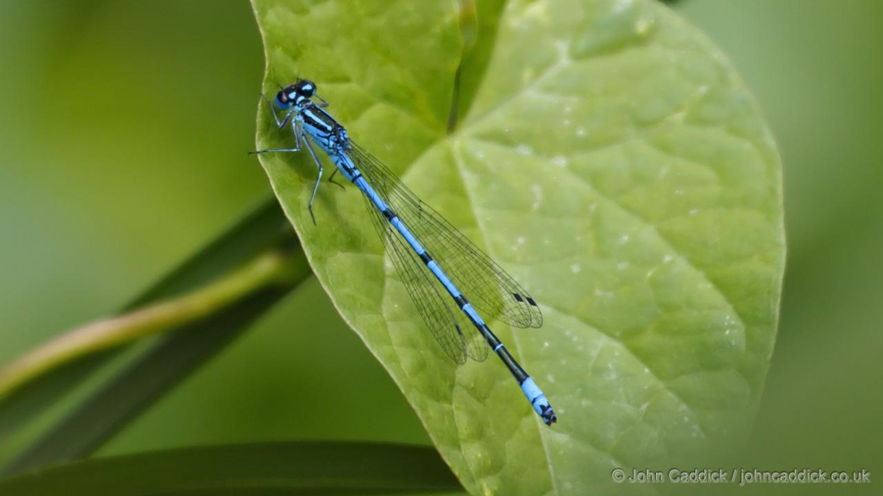 Azure Damselfly adult male