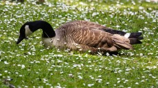 Canada Goose moulting