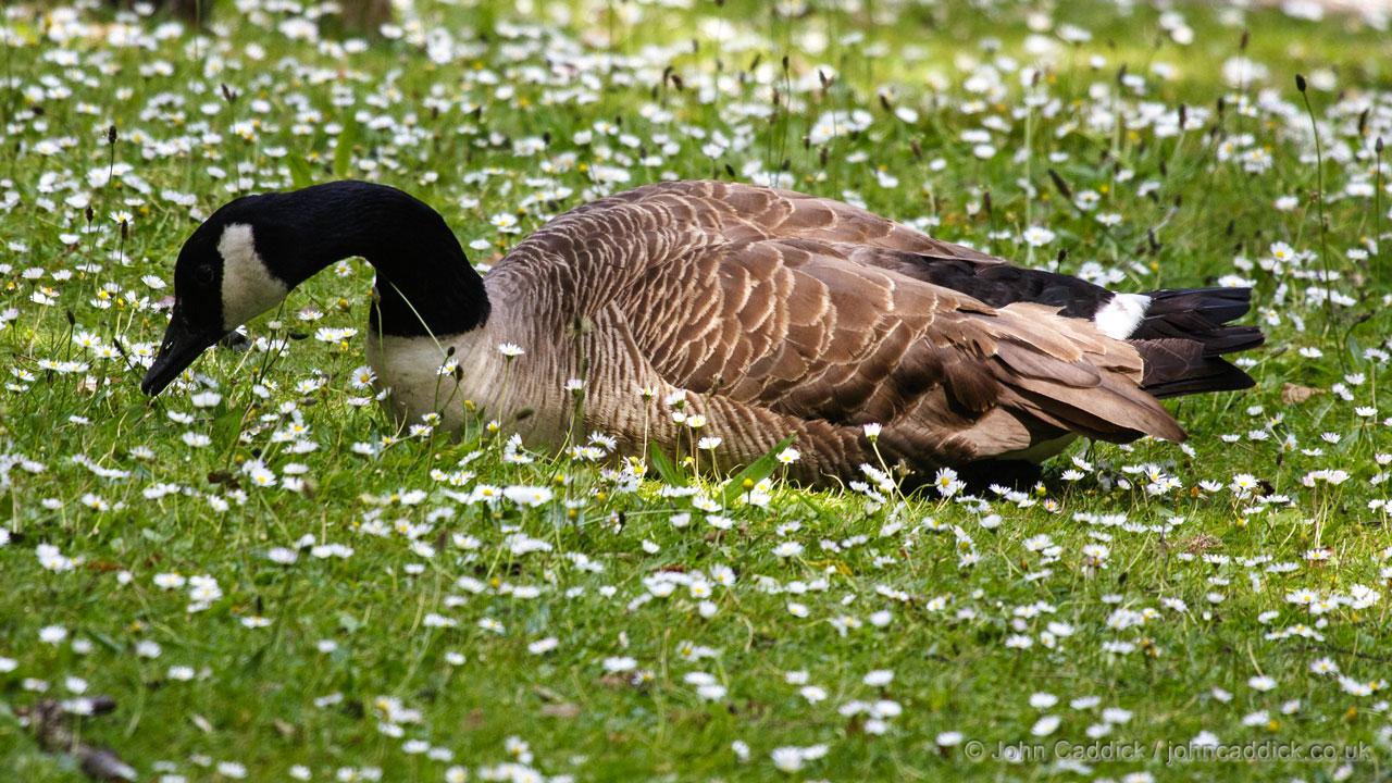 Canada Goose moulting