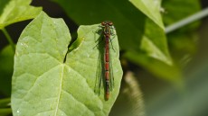 Large Red Damselfly female