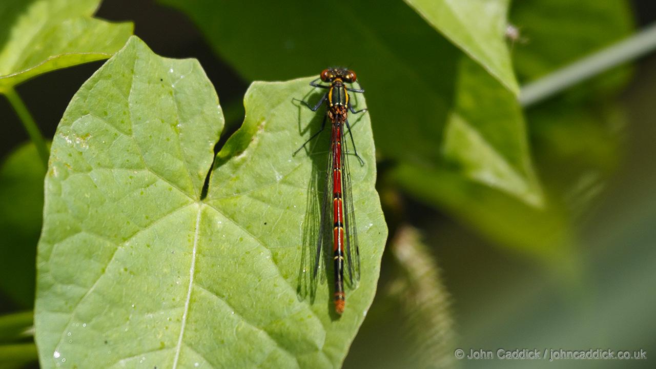 Large Red Damselfly female