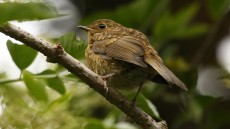 European Robin juvenile