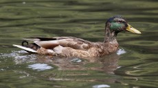 Mallard adult male moulting