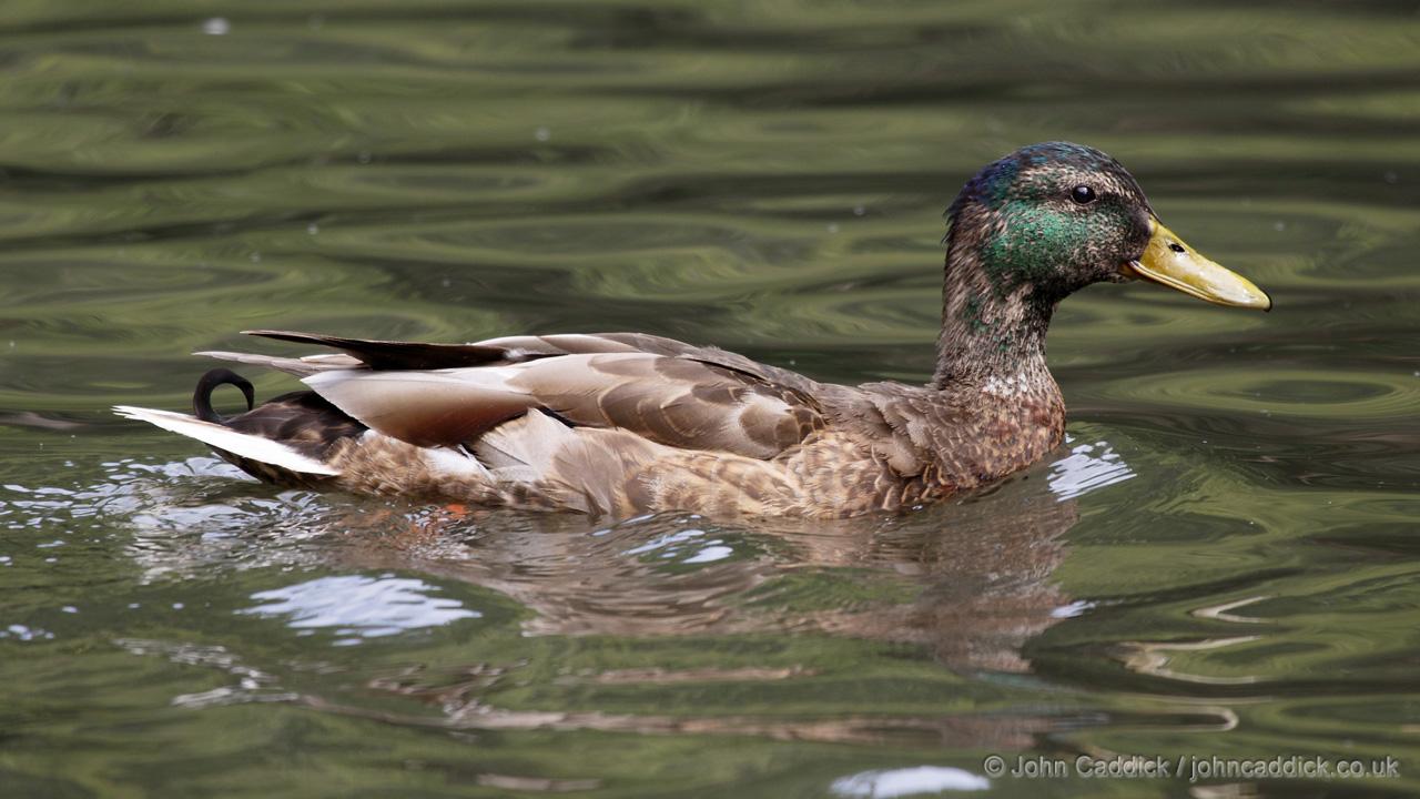Mallard adult male moulting