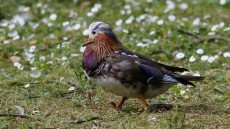Mandarin male moult