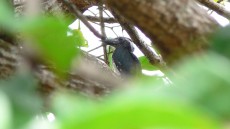 Black Dwarf Hornbill juvenile