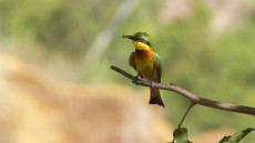 Little Bee-eater