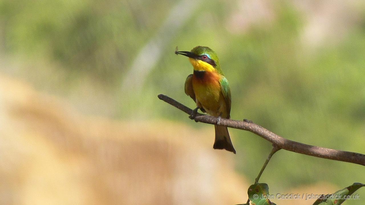 Little Bee-eater