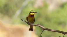 Little Bee-eater