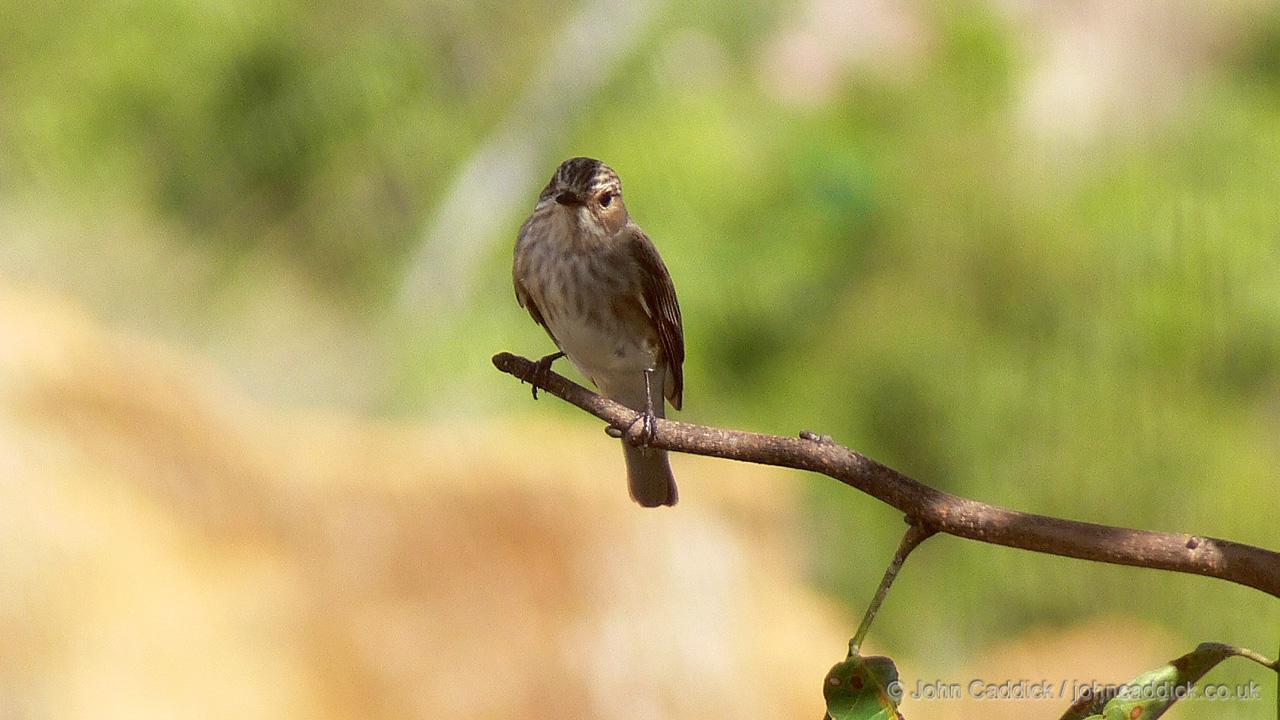 Spotted Flycatcher