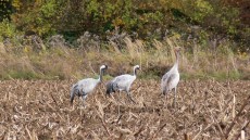 Common Crane adults and juvenile