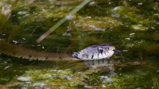 Grass Snake