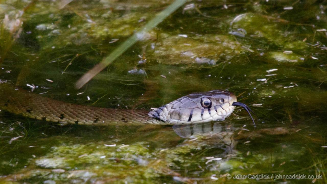 Grass Snake