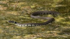 Grass Snake