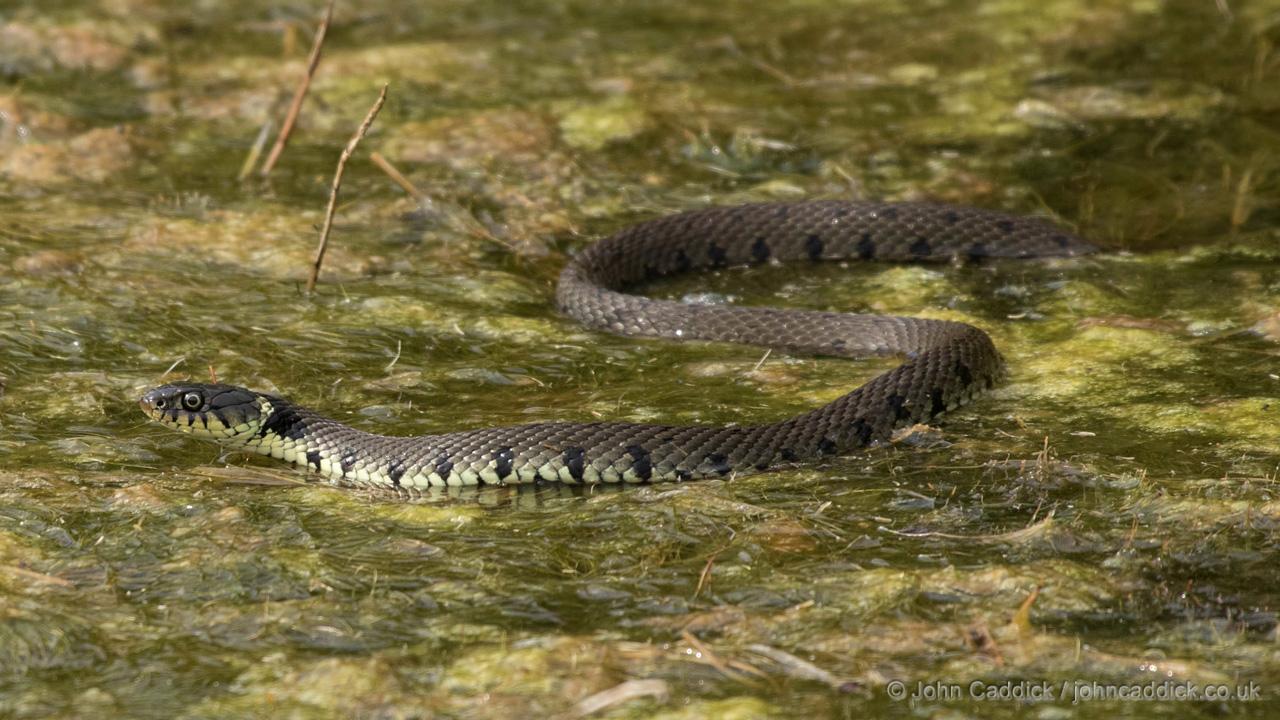 Grass Snake