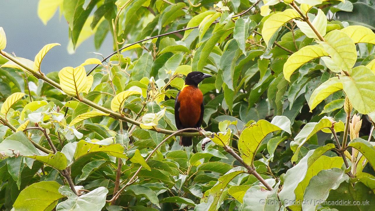 Yellow-mantled Weaver adult