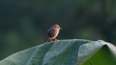 Red-faced Cisticola