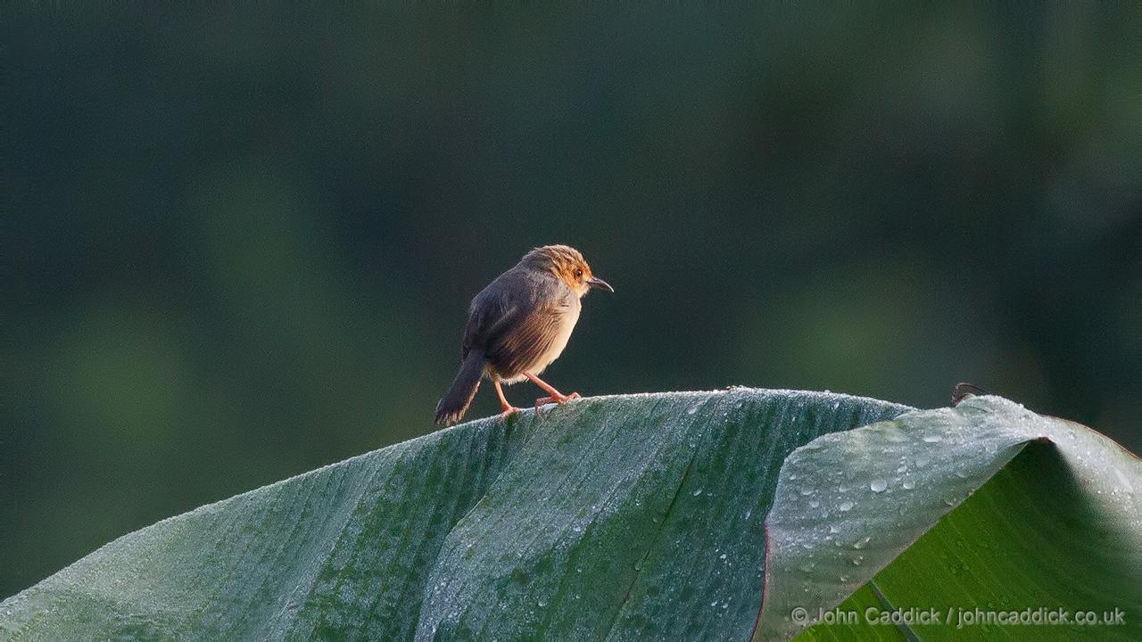 Red-faced Cisticola