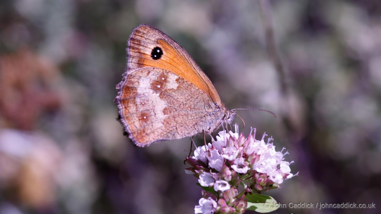 Gatekeeper adult female