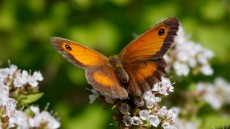 Gatekeeper adult female