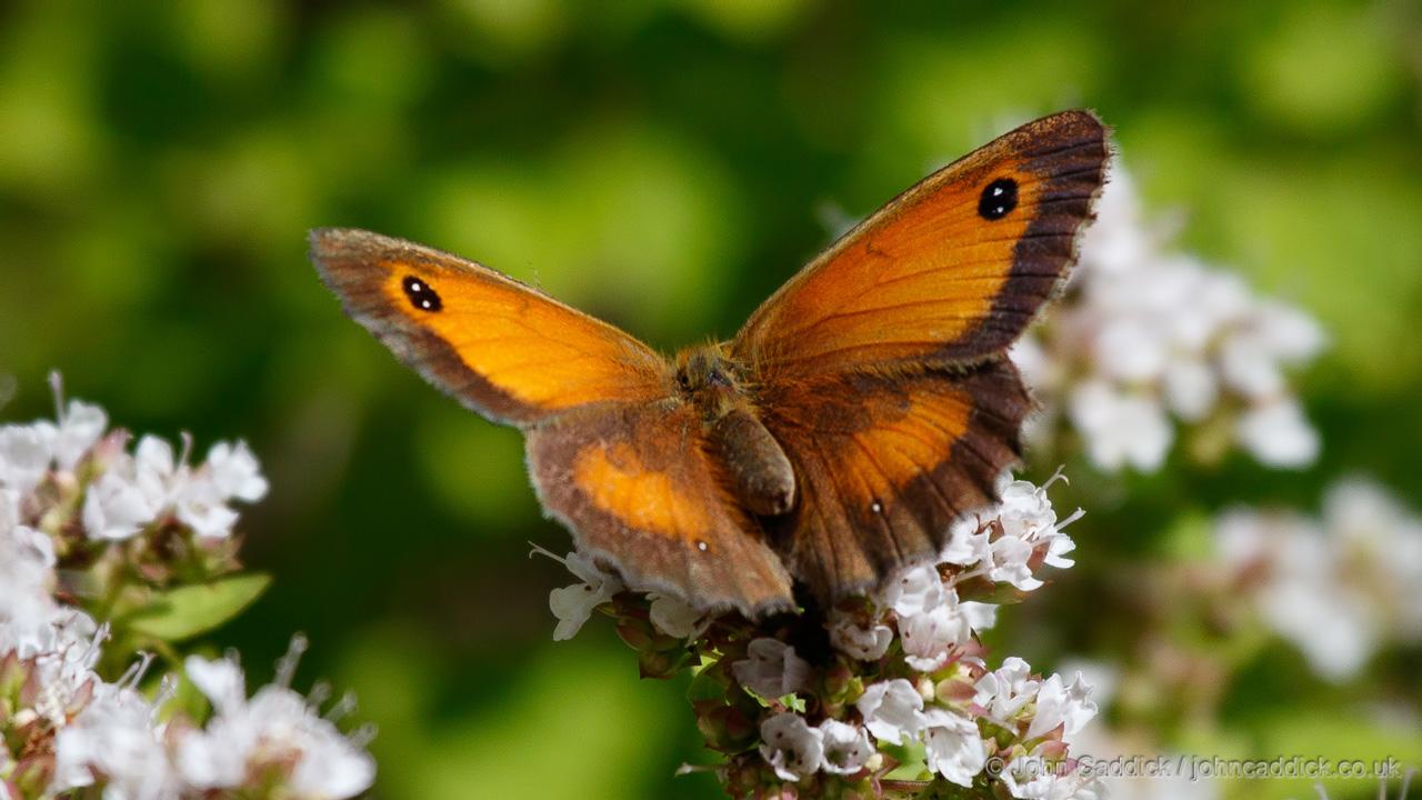 Gatekeeper adult female