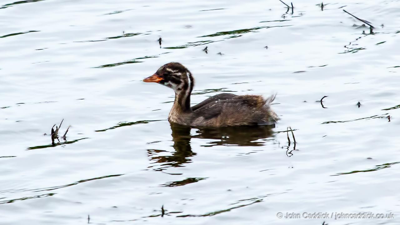 Little Grebe juvenile