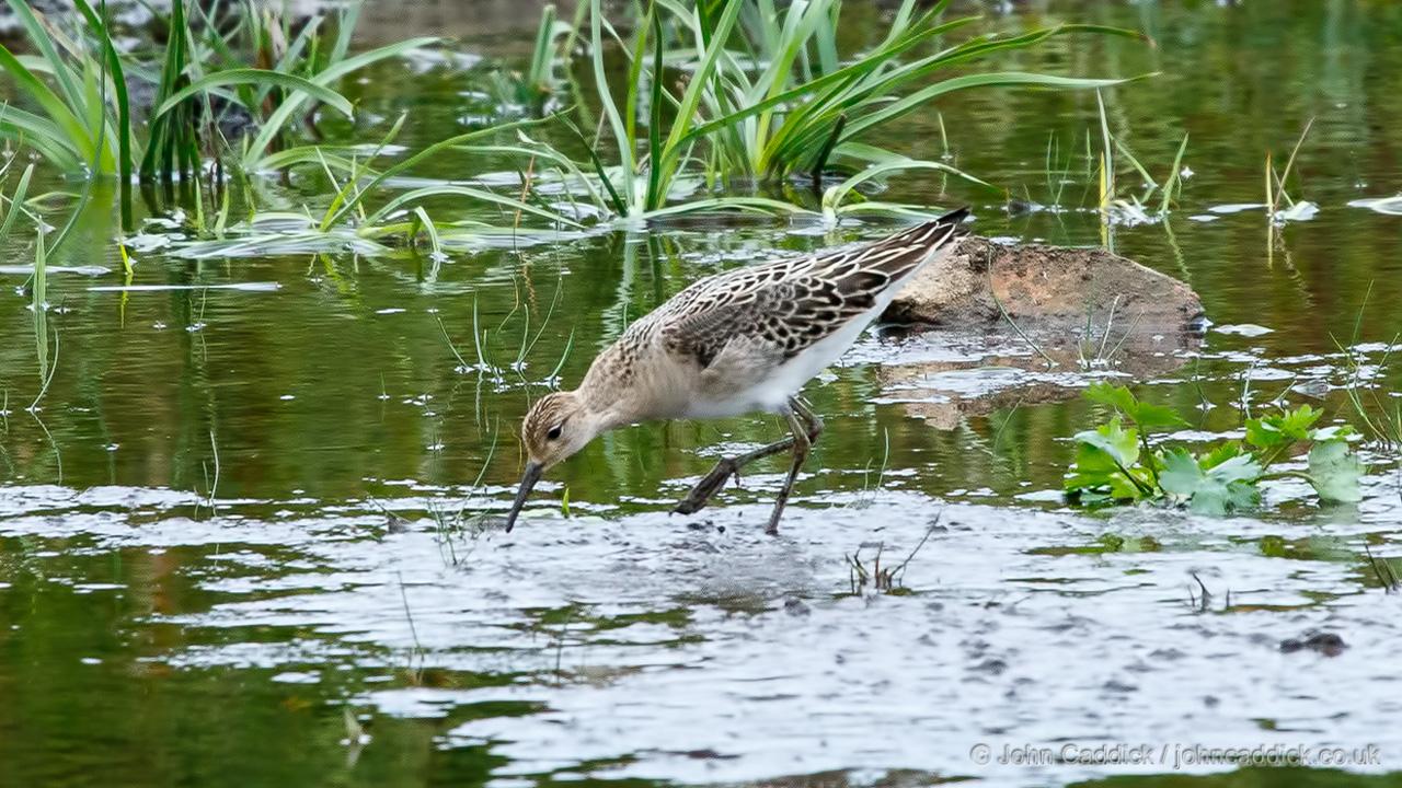 Ruff juvenile