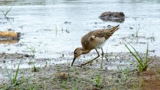 Ruff juvenile