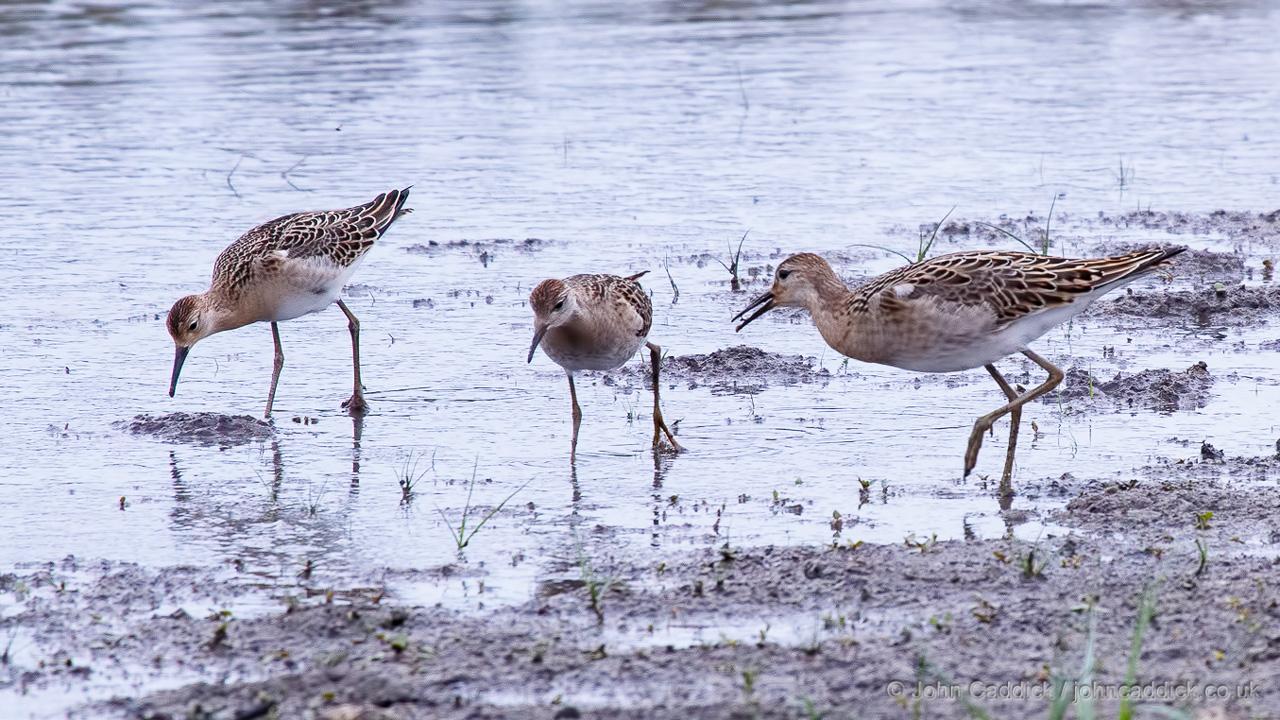 Ruff juveniles