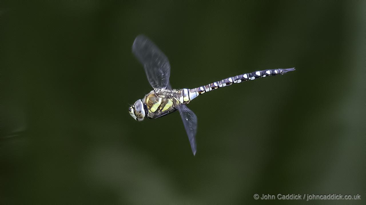 Migrant Hawker male