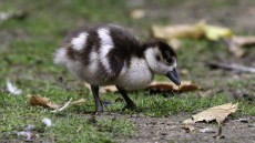 Egyptian Goose