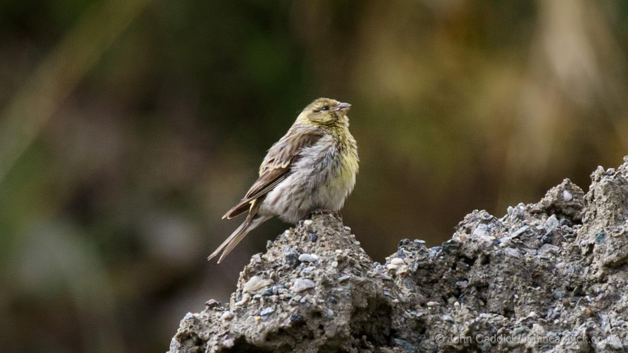 European Serin juvenile